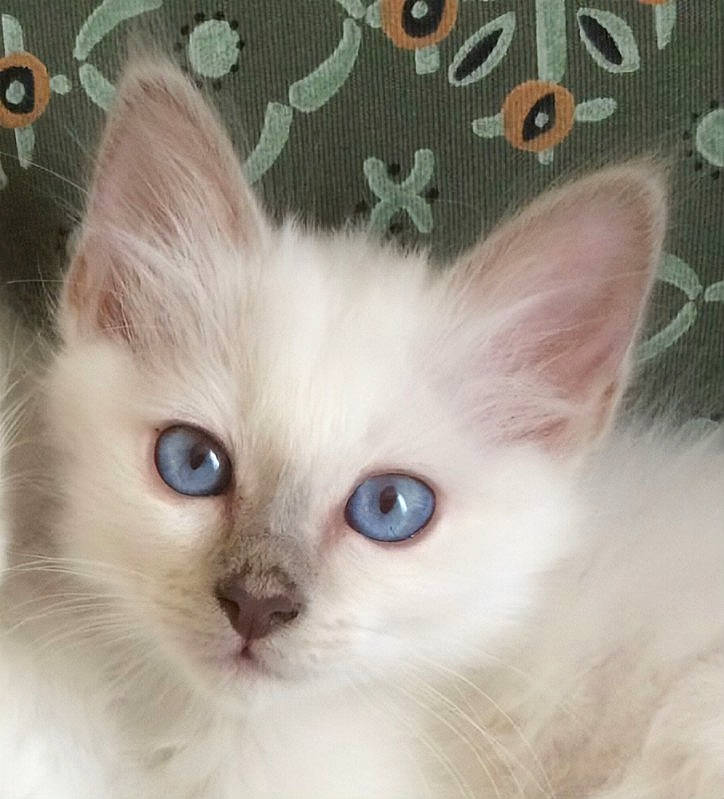 Néfertiti a rejoint le concours — aidez-le/la à gagner de superbes lots ! carnivore, cat, domestic_short_haired_cat, eye, eyebrow, fawn, felidae, fur, head, iris, nose, pet_supply, small_to_medium_sized_cats, snout, tail, terrestrial_animal, whiskers, window