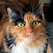 Patches is registered to the contest to win money with this photo: cat, calico, close_up, yellow_eyes, fluffy, fur, whiskers, cardboard_box, pet, animal, indoor, cute, portrait, feline, domestic_cat, soft, sitting, face, ears, curious