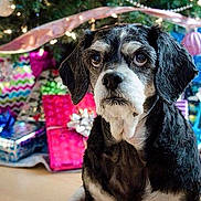 Daisy joined the competition — help win amazing prizes!