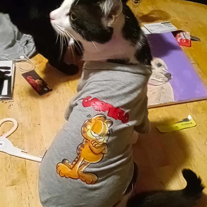 Oreo joined the competition — help win amazing prizes! abyssinian, animal, applique, canine, cat, couch, cream, dessert, diningtable, dog, food, furniture, hardwood, icing, pattern, pet, plywood, scissors, table, wood