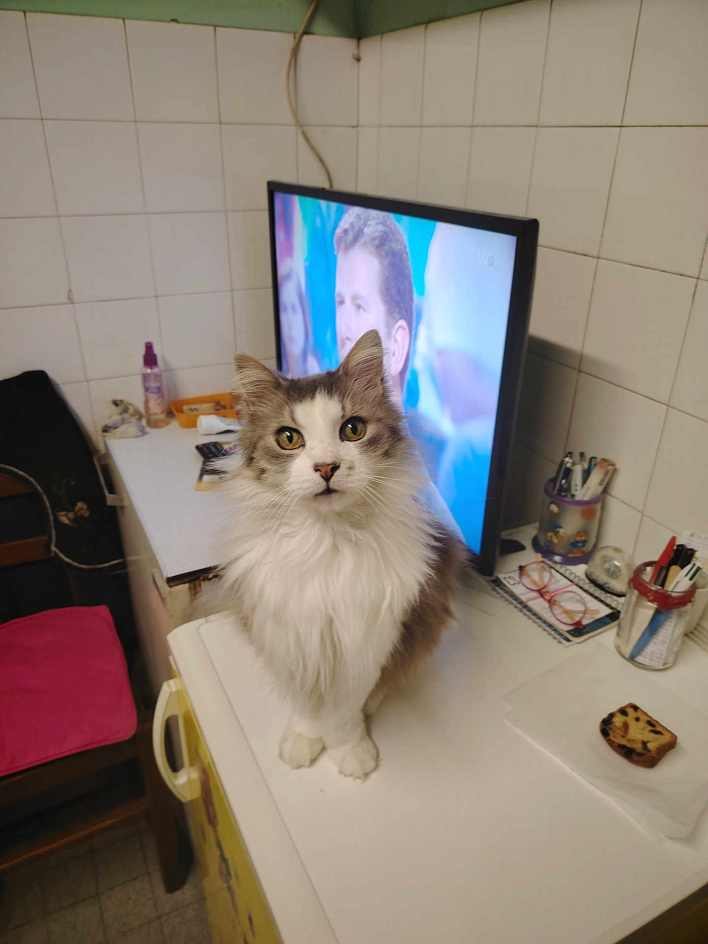 Plume participe au concours pour gagner de l'argent avec cette photo : cat, long_haired_cat, pet, indoor, kitchen, countertop, television, tv_screen, human_face_on_tv, tile_wall, glasses, pen_holder, mug, snack, plate, chair, pink_cushion, remote_control, stationery, cozy