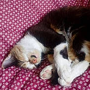 Nami a rejoint le concours — aidez-le/la à gagner de superbes lots ! bed, blanket, calico_cat, cat, close_up, cozy, curled_up, cute, domestic_animal, fur, indoor, patterned_blanket, paw, paw_pad, pet, pink_nose, relaxed, sleeping, sleeping_cat, whiskers