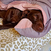 Odgi participe au concours pour gagner de l'argent avec cette photo : dog, brown_dog, blanket, bed, leopard_print, cozy, sleepy, pet, indoor, resting, fur, comfort, canine, laying_down, soft, nap, cute, animal, domestic, relaxation