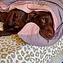 dog, brown_dog, blanket, bed, leopard_print, cozy, sleepy, pet, indoor, resting, fur, comfort, canine, laying_down, soft, nap, cute, animal, domestic, relaxation