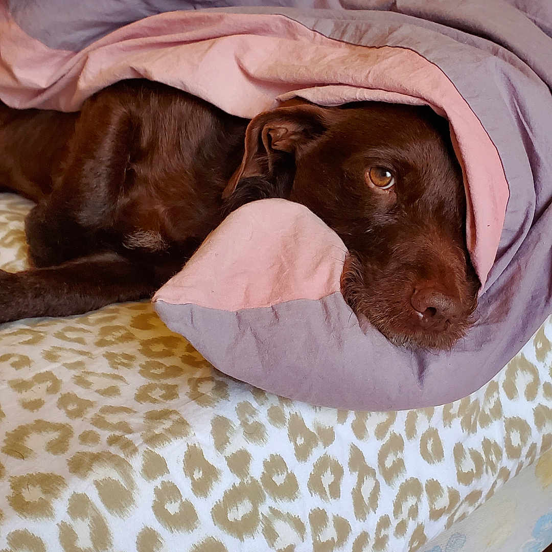 Odgi participe au concours pour gagner de l'argent avec cette photo : animal, bed, blanket, brown_dog, canine, comfort, cozy, cute, dog, domestic, fur, indoor, laying_down, leopard_print, nap, pet, relaxation, resting, sleepy, soft