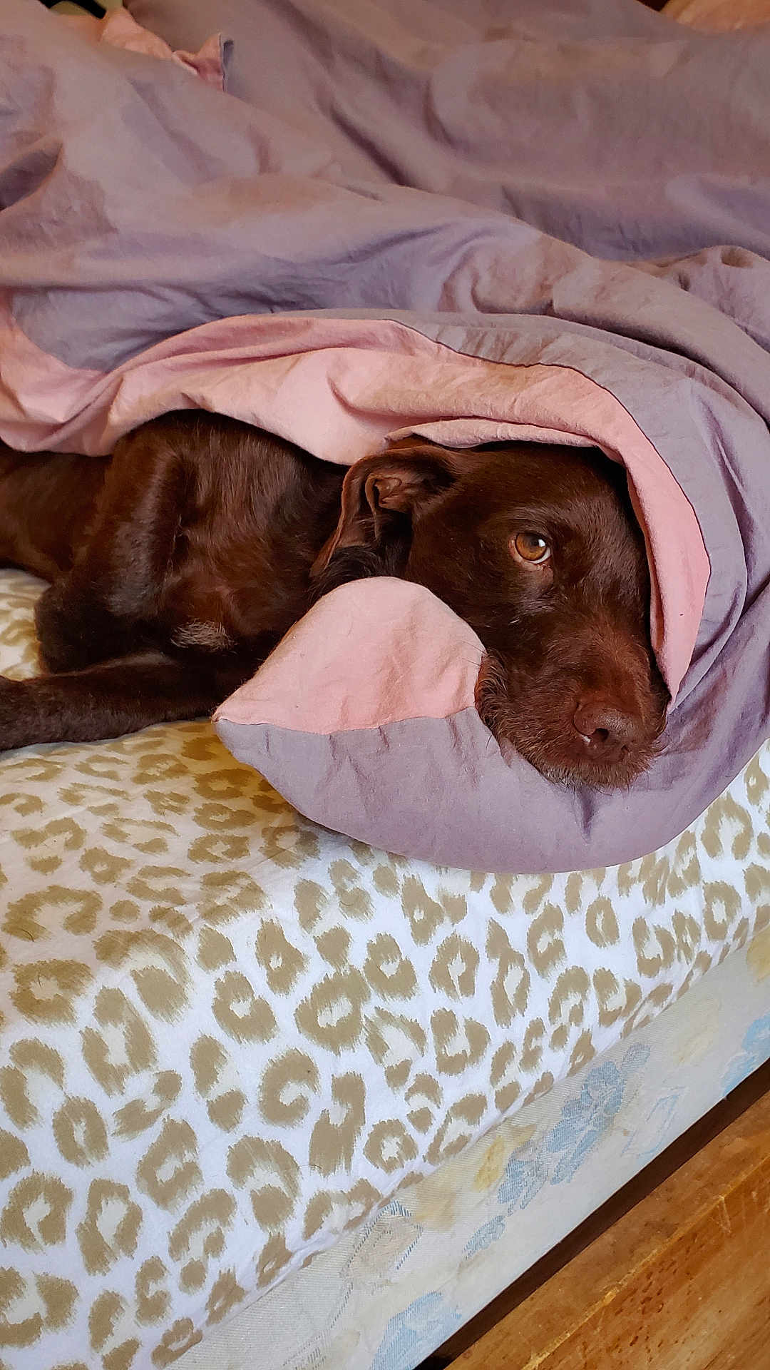 Odgi participe au concours pour gagner de l'argent avec cette photo : dog, brown_dog, blanket, bed, leopard_print, cozy, sleepy, pet, indoor, resting, fur, comfort, canine, laying_down, soft, nap, cute, animal, domestic, relaxation
