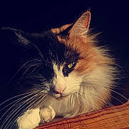 Cacahuètes a rejoint le concours — aidez-le/la à gagner de superbes lots ! animal, calico, cat, closeup, cute, domestic_cat, feline, fluffy_fur, green_eyes, indoor, long_hair, moody_lighting, paw, pet, portrait, relaxed, resting, soft_light, whiskers, wooden_surface