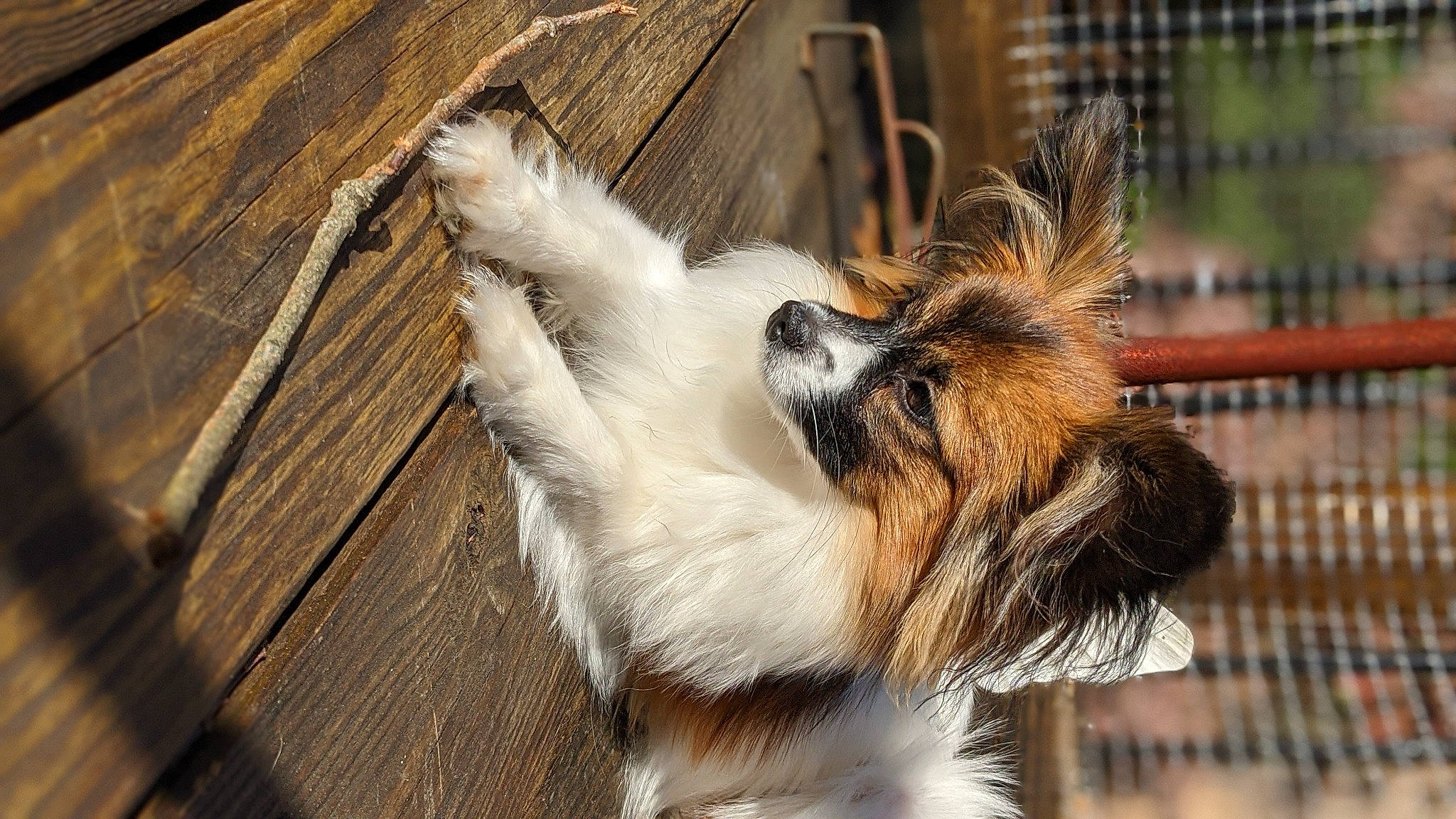 Kyra joined the competition — help win amazing prizes! canidae, carnivore, companion_dog, dog, dog_breed, fawn, fur, papillon, phalene, puppy, sporting_group, terrier, toy_dog