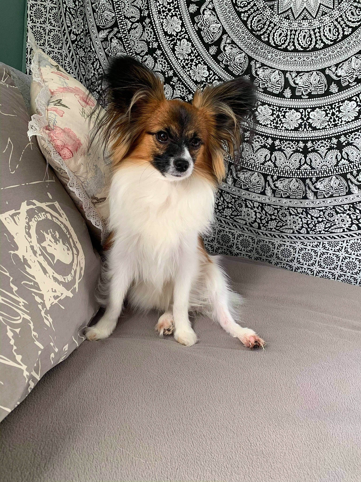 Kyra is registered to the contest to win money with this photo: canidae, carnivore, companion_dog, dog, dog_breed, fawn, mammal, papillon, phalene, pomeranian, puppy, snout, spaniel, sporting_group, toy_dog, vertebrate