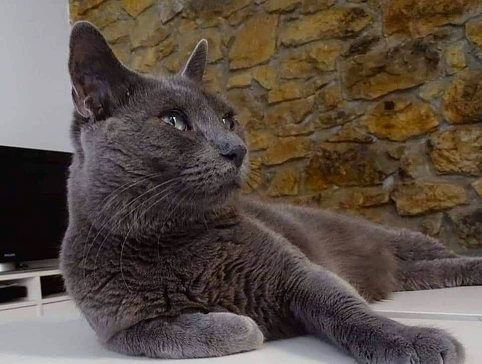 Krystal a rejoint le concours — aidez-le/la à gagner de superbes lots ! british_shorthair, carnivore, cat, chartreux, domestic_short_haired_cat, felidae, fur, grey, korat, nebelung, organism, pet_supply, russian_blue, small_to_medium_sized_cats, snout, stone_wall, terrestrial_animal, vertebrate, whiskers