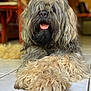 dog, fluffy, shaggy, long_hair, tongue_out, lying_down, indoor, tile_floor, pet, canine, mammal, fur, close_up, relaxed, cute, companion, animal, domestic, home, friendly