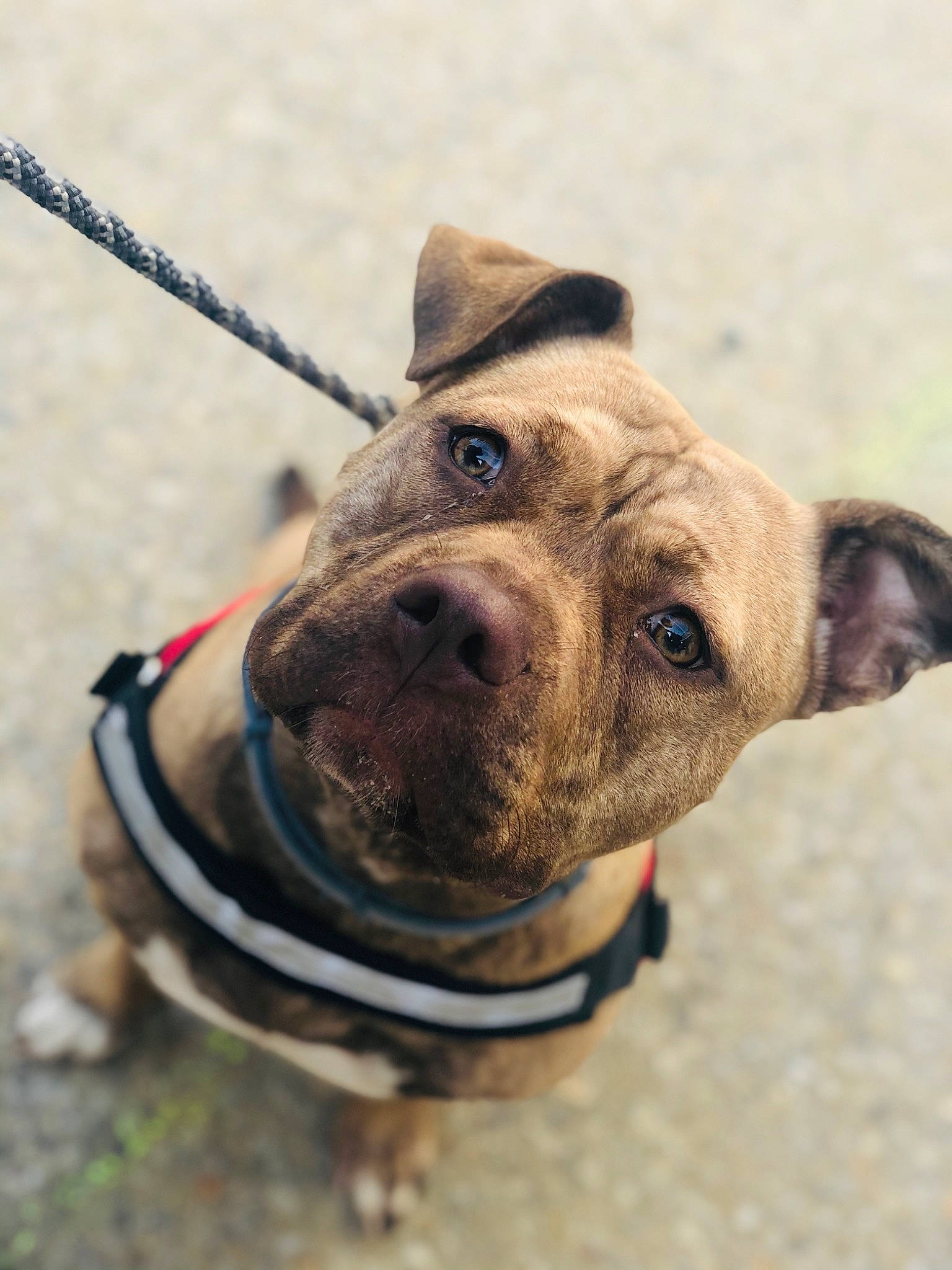 Palma participe au concours pour gagner de l'argent avec cette photo : american_pit_bull_terrier, ancient_dog_breeds, canidae, carnivore, collar, dog, dog_breed, dog_collar, fashion_accessory, fawn, leash, mammal, non_sporting_group, olde_english_bulldogge, pit_bull, rare_breed_dog, skin, snout, sporting_group, valley_bulldog