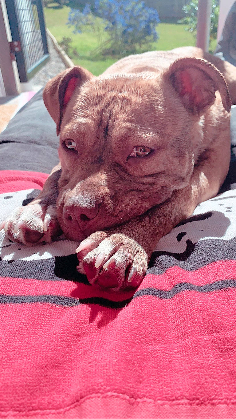 Palma participe au concours pour gagner de l'argent avec cette photo : american_pit_bull_terrier, american_staffordshire_terrier, canidae, carnivore, companion_dog, dog, dog_breed, ear, fawn, mammal, non_sporting_group, nose, pit_bull, puppy, skin, snout, sporting_group