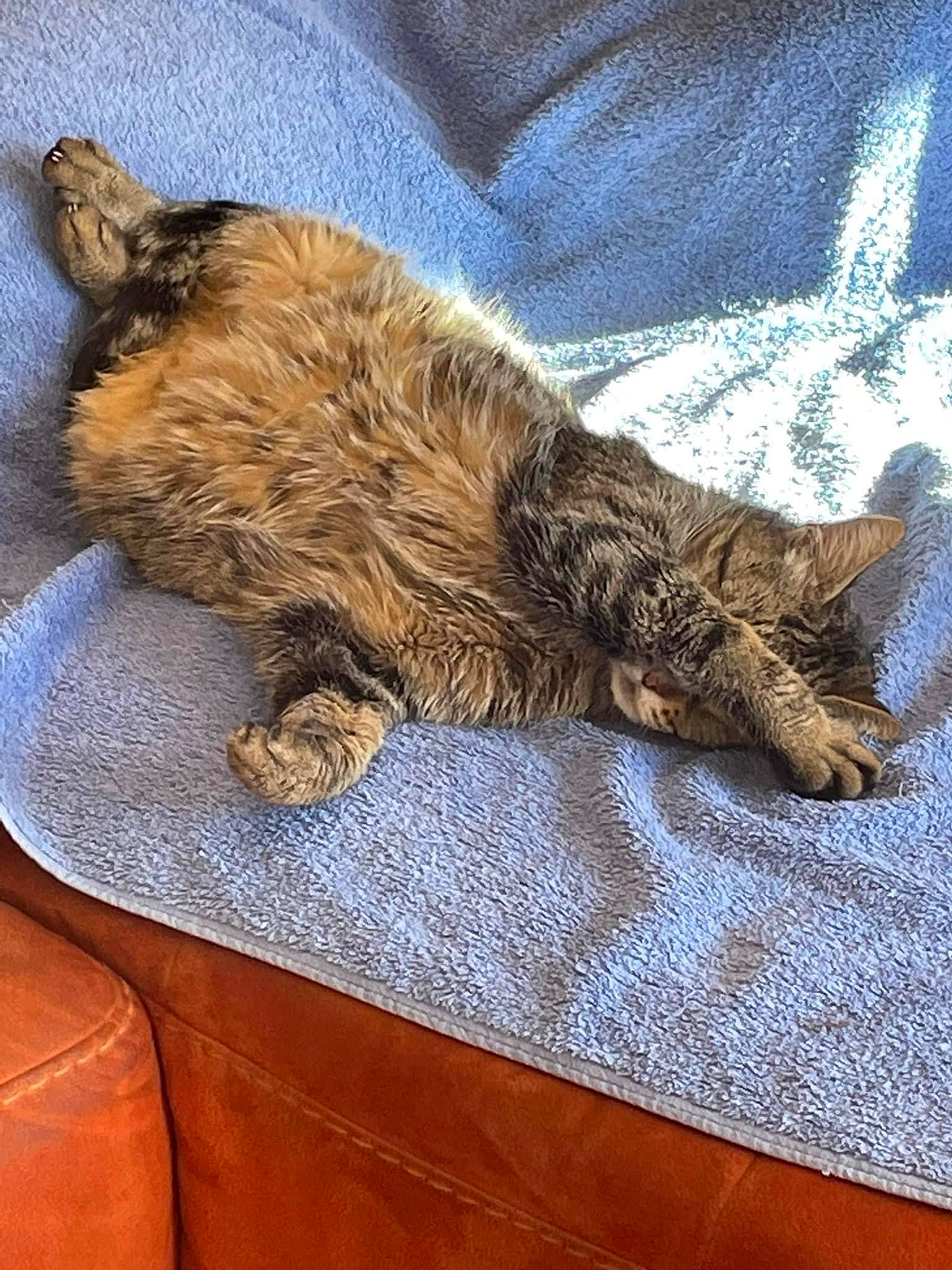 Arthur a rejoint le concours — aidez-le/la à gagner de superbes lots ! carnivore, cat, claw, comfort, domestic_short_haired_cat, felidae, flooring, fur, hardwood, linens, metal, nap, paw, sleep, small_to_medium_sized_cats, tail, textile, whiskers, wood