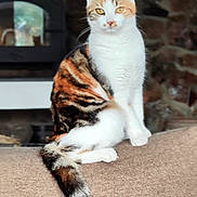 Altesse a rejoint le concours — aidez-le/la à gagner de superbes lots ! cat, calico_cat, feline, pet, animal, indoor, couch, tail, sitting, fur, whiskers, yellow_eyes, domestic_cat, resting, cozy, stone_wall, fireplace, brown, white, black