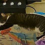 Trigger joined the competition — help win amazing prizes! cat, tabby_cat, stretching, blanket, chair, fan, stove, kitchen, indoor, furniture, relaxing, pet, animal, cozy, domestic, resting, colorful, patterned, purple_blanket, home