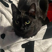 Nala is registered to the contest to win money with this photo: cat, black_cat, pet, animal, feline, blanket, indoor, cozy, fur, ears, eyes, whiskers, resting, cute, domestic_animal, soft, closeup, relaxed, laying, curious