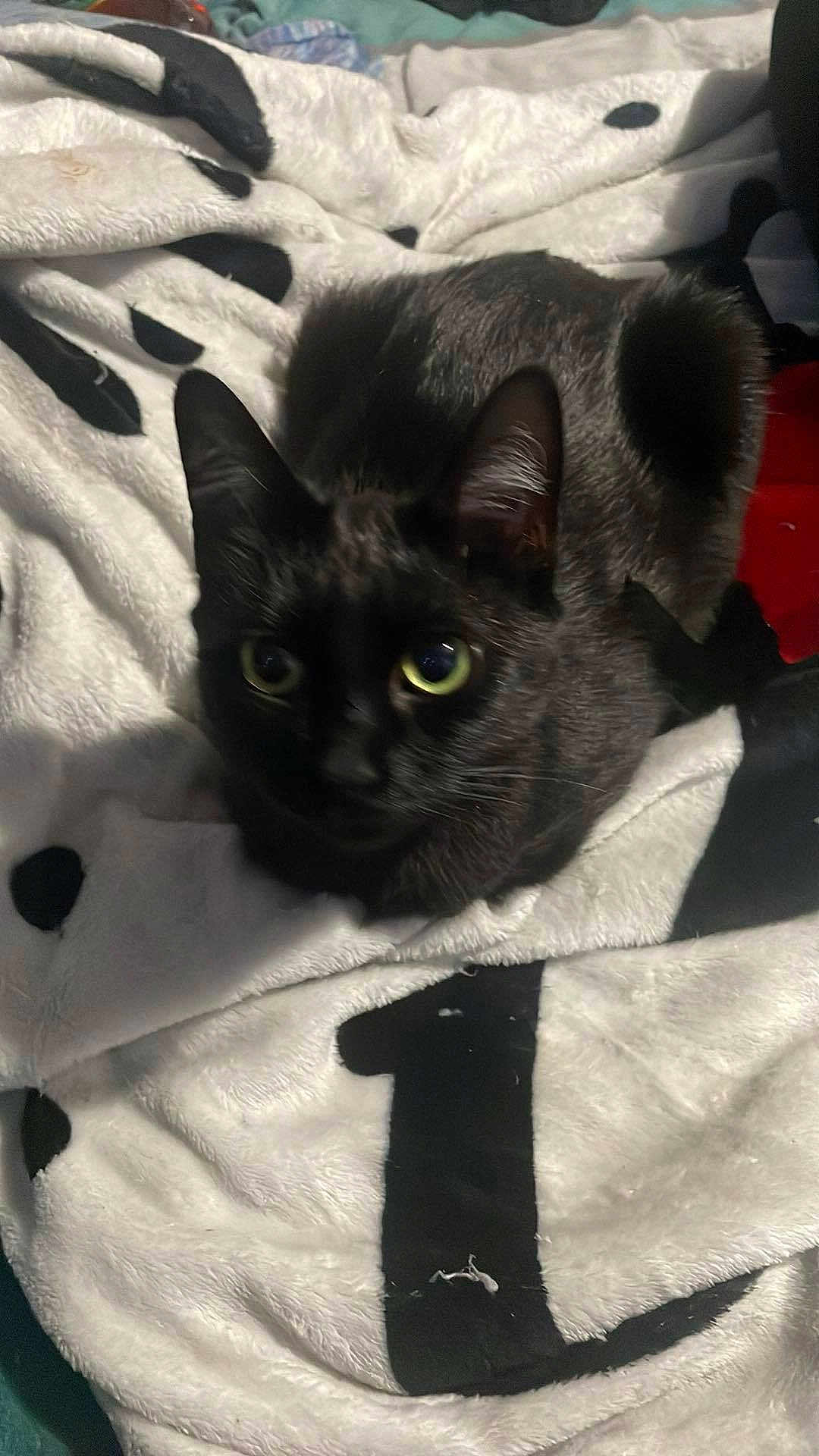 Nala