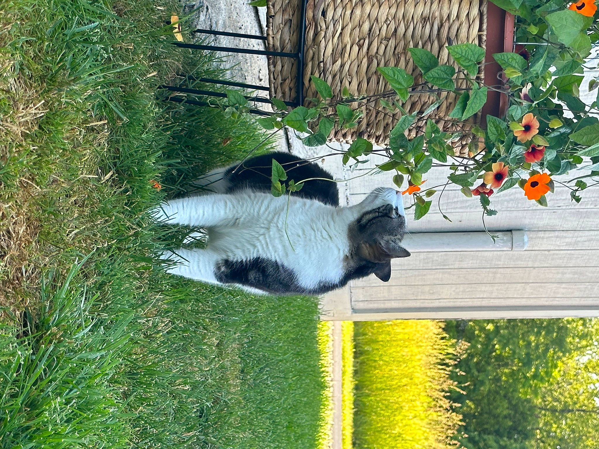 Hotdog is registered to the contest to win money with this photo: beak, felidae, fruit, garden, grass, green, groundcover, house, landscaping, lawn, lawn_ornament, plant, shadow, shrub, small_to_medium_sized_cats, tail, tree, vertebrate, window, yard