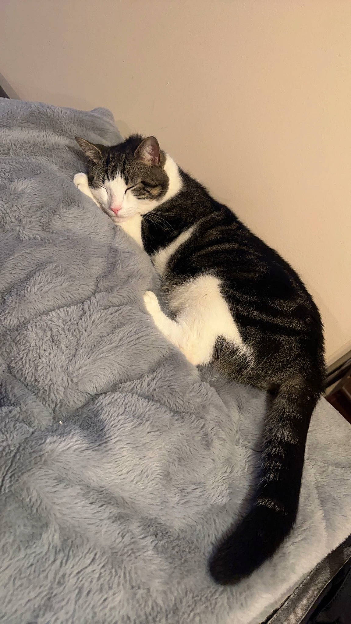 Hotdog is registered to the contest to win money with this photo: carnivore, cat, comfort, domestic_short_haired_cat, felidae, foot, formal_wear, fur, human_leg, linens, paw, sitting, small_to_medium_sized_cats, tail, tree, whiskers