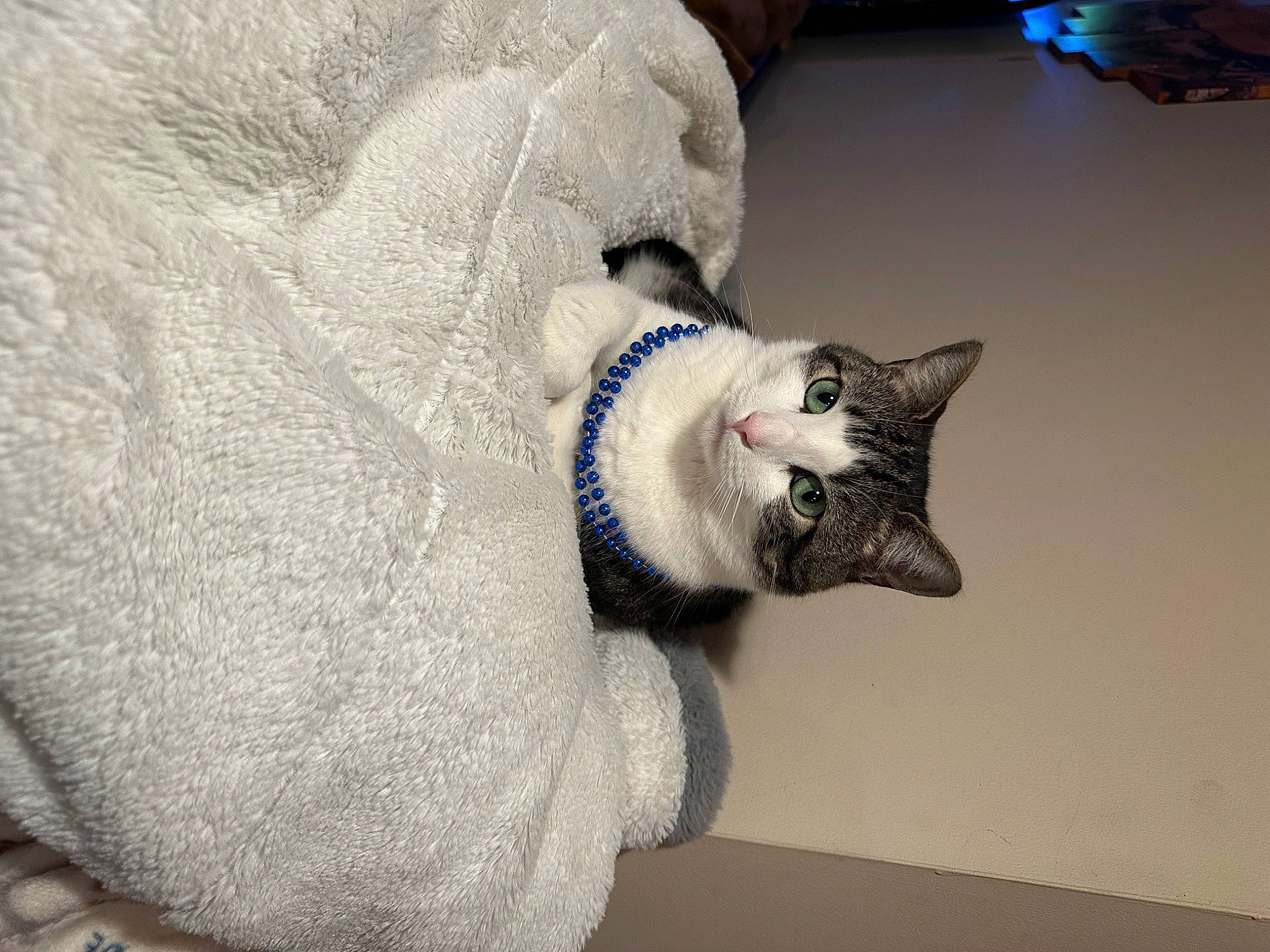 Hotdog joined the competition — help win amazing prizes! carnivore, cat, comfort, domestic_short_haired_cat, fang, felidae, fur, grey, jaw, metal, paw, small_to_medium_sized_cats, snout, tail, whiskers, wood