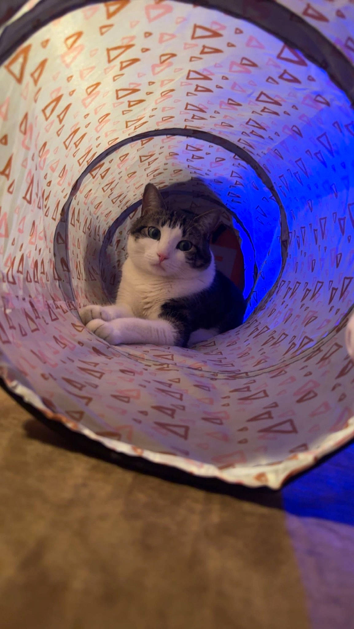 Hotdog joined the competition — help win amazing prizes! carnivore, cat, cat_supply, circle, domestic_short_haired_cat, electric_blue, felidae, fur, grass, magenta, mammal, pet_supply, purple, small_to_medium_sized_cats, snout, vertebrate, whiskers, wood