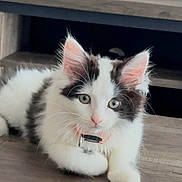 Muezza participe au concours pour gagner de l'argent avec cette photo : kitten, cat, pet, fur, collar, indoor, wooden_floor, whiskers, cute, animal, small, domestic_animal, young, ears, eyes, pink_nose, fluffy, relaxed, looking, lying_down