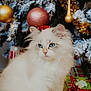 Mia joined the competition — help win amazing prizes! cat, white_cat, blue_eyes, fluffy, christmas_tree, ornaments, gold_ornaments, pink_ornaments, holiday, festive, presents, gift_wrap, red_ribbon, snowy_tree, indoor, pet, cute, small_hat, sitting, decorations