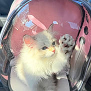 Mia joined the competition — help win amazing prizes! kitten, cat, pet_carrier, pink, fluffy, white_fur, blue_eyes, paw, car_interior, sunlight, transparent, plastic, cute, animal, domestic_cat, pet, small, indoor, curious, soft_fur