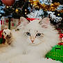 Mia is registered to the contest to win money with this photo: cat, fluffy, white_cat, blue_eyes, christmas_tree, ornaments, presents, holiday, festive, decorations, furry, cute, pet, animal, indoor, relaxing, close_up, winter, celebration, cozy