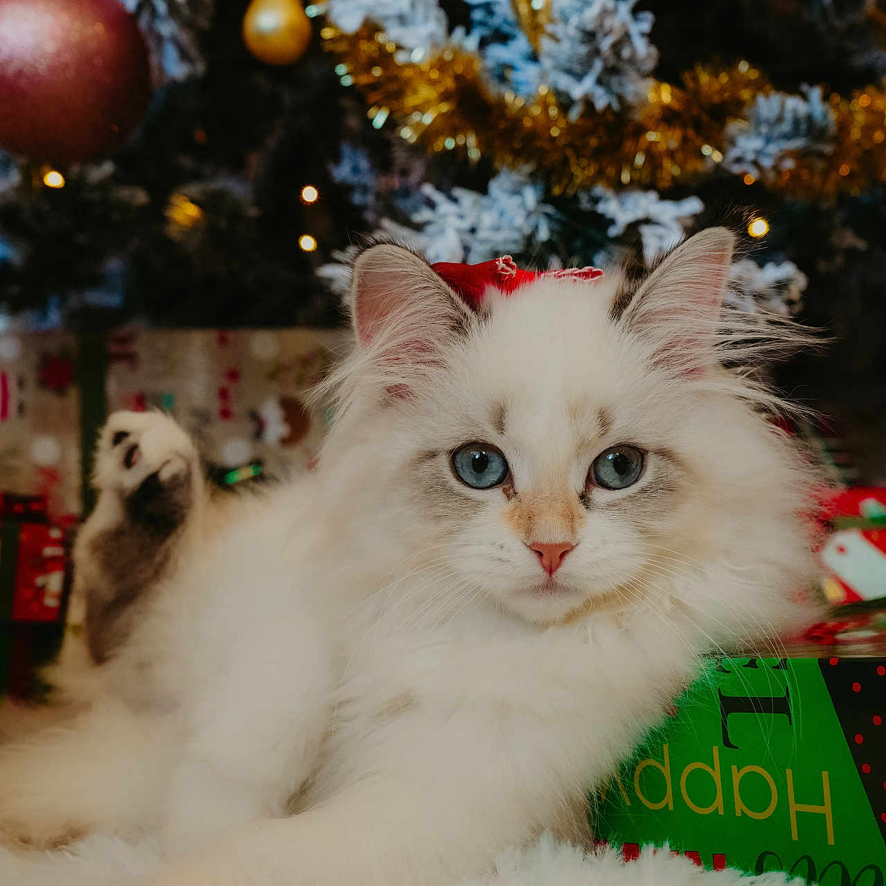 Mia is registered to the contest to win money with this photo: blue_eyes, cat, christmas_tree, close_up, cute, decorations, festive, fluffy, gift_wrap, holiday, holiday_season, indoor, ornaments, pet, presents, red_bow, relaxing, soft_texture, tinsel, white_fur