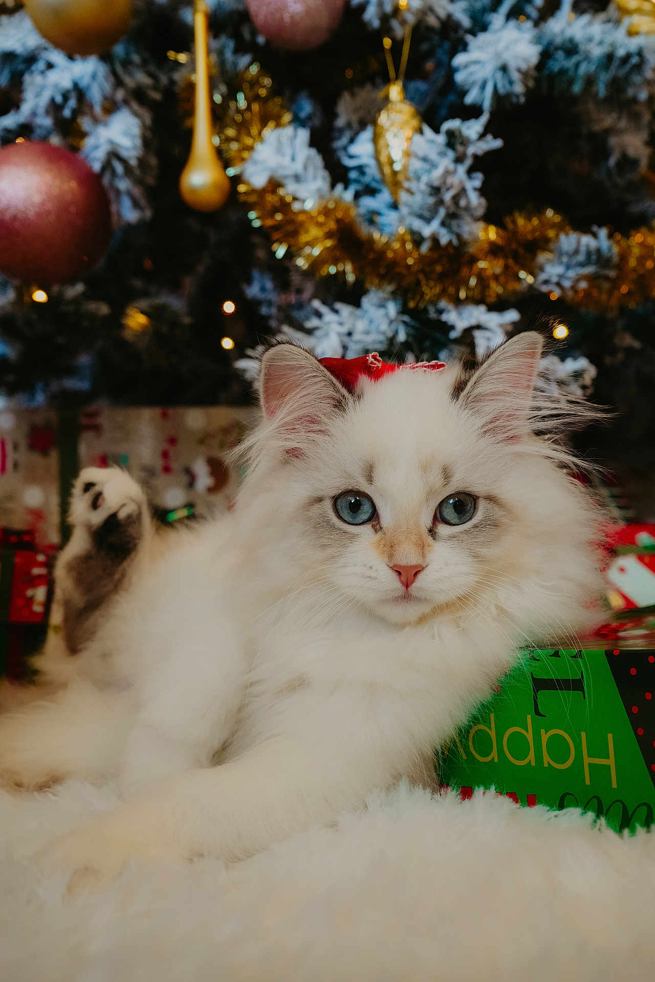 Mia is registered to the contest to win money with this photo: cat, fluffy, blue_eyes, white_fur, christmas_tree, ornaments, tinsel, holiday, presents, gift_wrap, red_bow, soft_texture, indoor, festive, close_up, cute, pet, decorations, relaxing, holiday_season