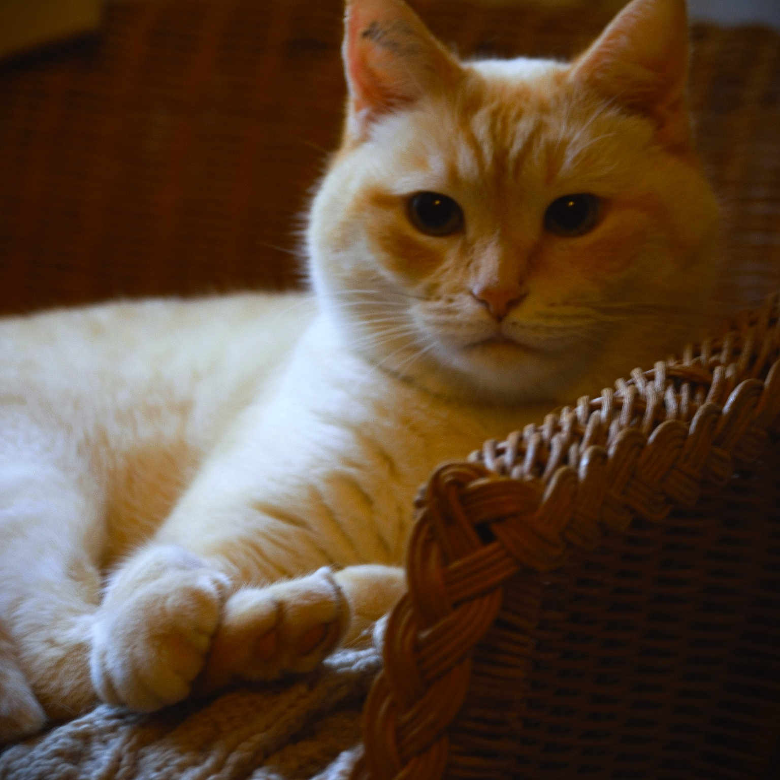 Mouille
