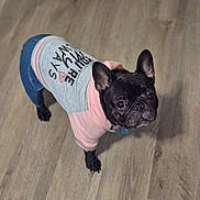 Raven joined the competition — help win amazing prizes! animal, black_dog, canine, clothing, costume, curious, cute, dog, domestic_animal, fashion, floor, french_bulldog, hoodie, indoor, jeans, looking_up, pet, small_dog, standing, wooden_floor