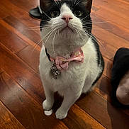 February is registered to the contest to win money with this photo: cat, black_and_white_cat, bow_tie, pet, indoor, wooden_floor, curious, sitting, whiskers, collar, bell, pink_bow, close_up, floor, domestic_animal, cute, animal, feline, alert, looking_up