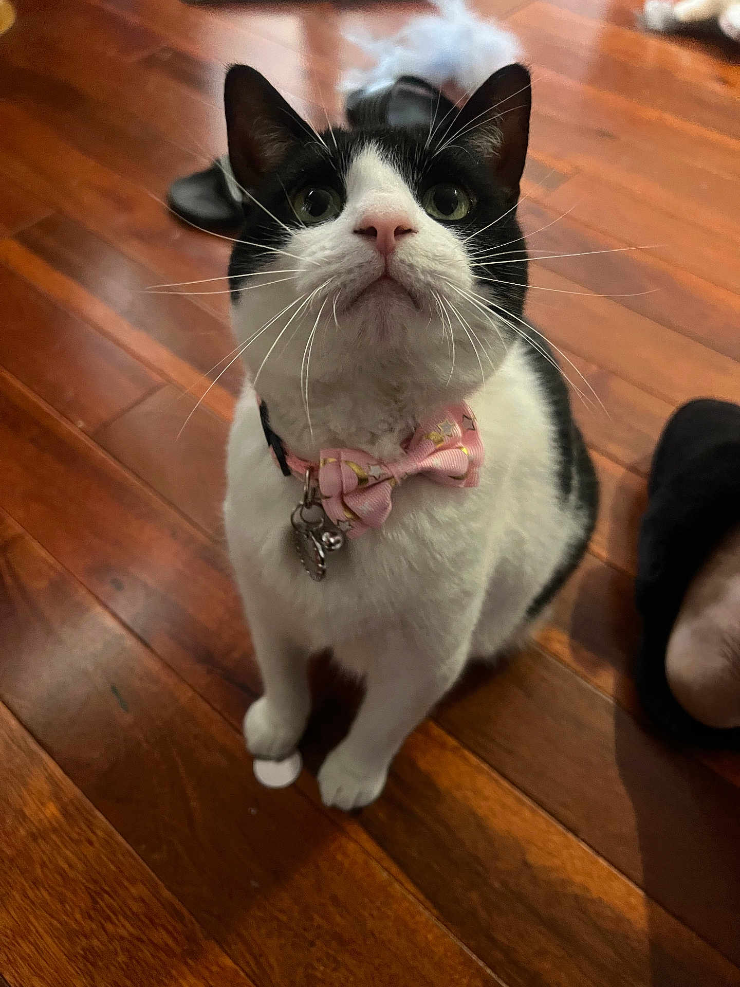 February is registered to the contest to win money with this photo: cat, black_and_white_cat, bow_tie, pet, indoor, wooden_floor, curious, sitting, whiskers, collar, bell, pink_bow, close_up, floor, domestic_animal, cute, animal, feline, alert, looking_up
