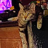 Iris is registered to the contest to win money with this photo: alert, animal, cat, curious, domestic, draping, ears, eyes, feline, furniture, indoor, pet, purple_light, relaxed, resting, silhouette, tabby, whiskers, window, wood