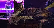 Iris is registered to the contest to win money with this photo: animal, cat, cozy, dark, domestic, feline, furniture, home, indoor, nighttime, pet, purple_light, quiet, relaxing, resting, screen, still_life, tabby, water_bottle, wooden_surface