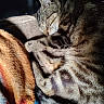 Iris is registered to the contest to win money with this photo: animal, blanket, cat, comfortable, cozy, curled_up, cute, domestic_cat, fur, indoor, nap, pet, relaxing, resting, sleeping, soft, striped, sunlight, tabby, warm