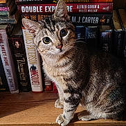Iris joined the competition — help win amazing prizes! animal, books, bookshelf, cat, closeup, cozy, curious, eyes, feline, floor, indoor, literature, pet, portrait, reading, sitting, striped, tabby_cat, whiskers, wooden_shelf
