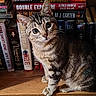 animal, books, bookshelf, cat, closeup, cozy, curious, eyes, feline, floor, indoor, literature, pet, portrait, reading, sitting, striped, tabby_cat, whiskers, wooden_shelf
