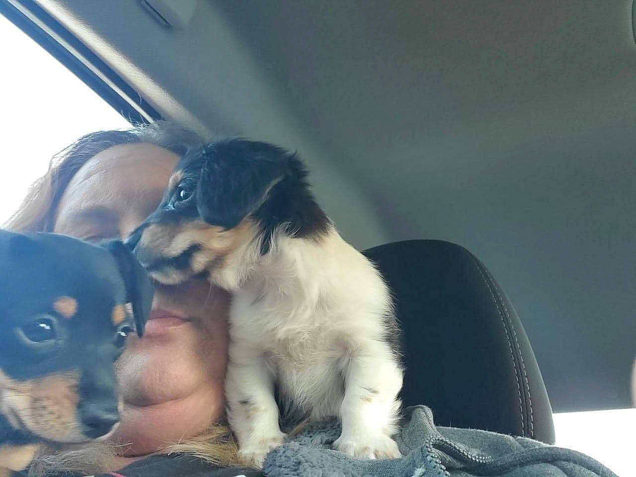 Bama joined the competition — help win amazing prizes! canidae, carnivore, chihuahua, comfort, companion_dog, couch, dog, dog_breed, eyewear, fawn, fur, paw, puppy, puppy_love, sitting, snout, sporting_group, toy_dog, whiskers