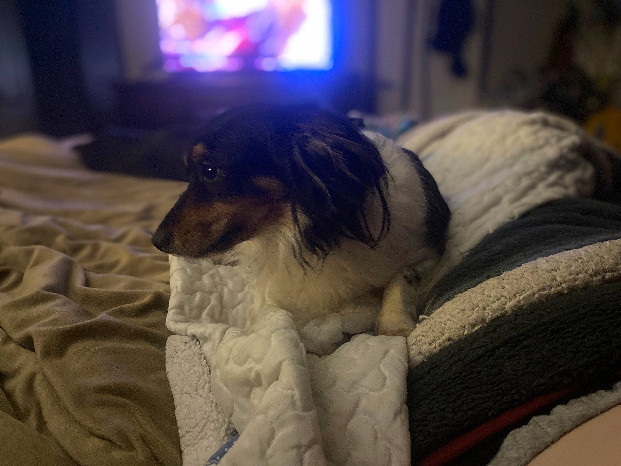 Bama joined the competition — help win amazing prizes! borzoi, cable_television, canidae, carnivore, collie, comfort, companion_dog, dog, dog_breed, fur, linens, room, rough_collie, shetland_sheepdog, sighthound, sporting_group, television, toy_dog, whiskers, working_animal