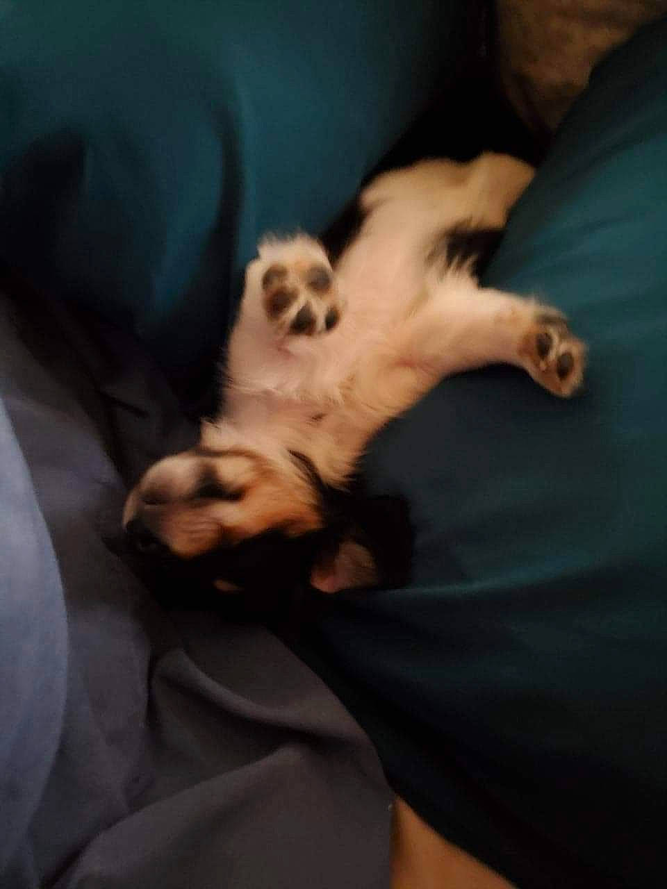 Bama joined the competition — help win amazing prizes! canidae, carnivore, comfort, companion_dog, dog_breed, fawn, felidae, foot, fur, human_leg, linens, nap, paw, puppy, small_to_medium_sized_cats, snout, sporting_group, tail, toy_dog, whiskers