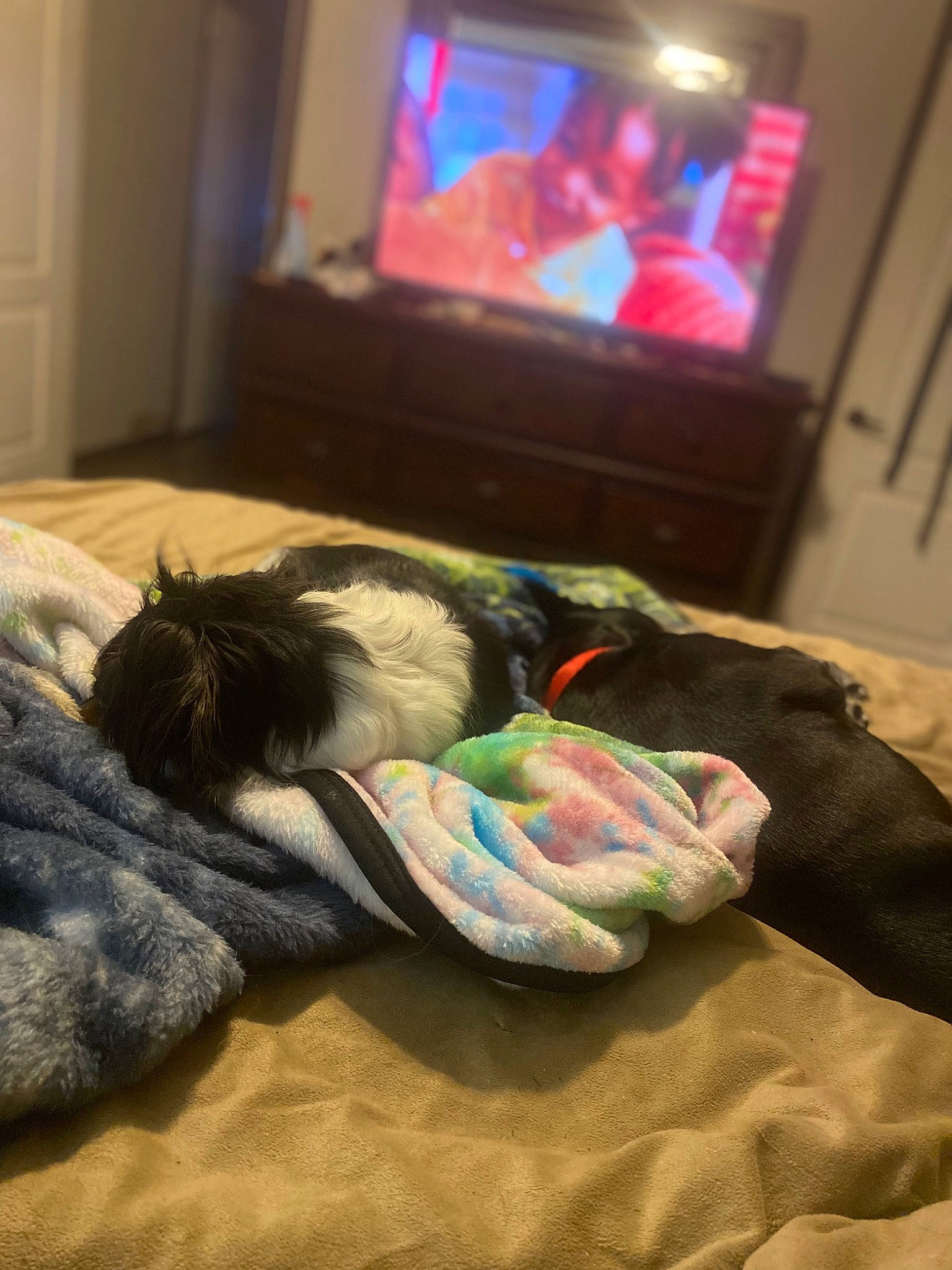 Bama is registered to the contest to win money with this photo: audio_equipment, comfort, companion_dog, couch, display_device, electronic_device, felidae, floor, flooring, gadget, hardwood, human_leg, linens, living_room, room, small_to_medium_sized_cats, television, television_set, toy, wood