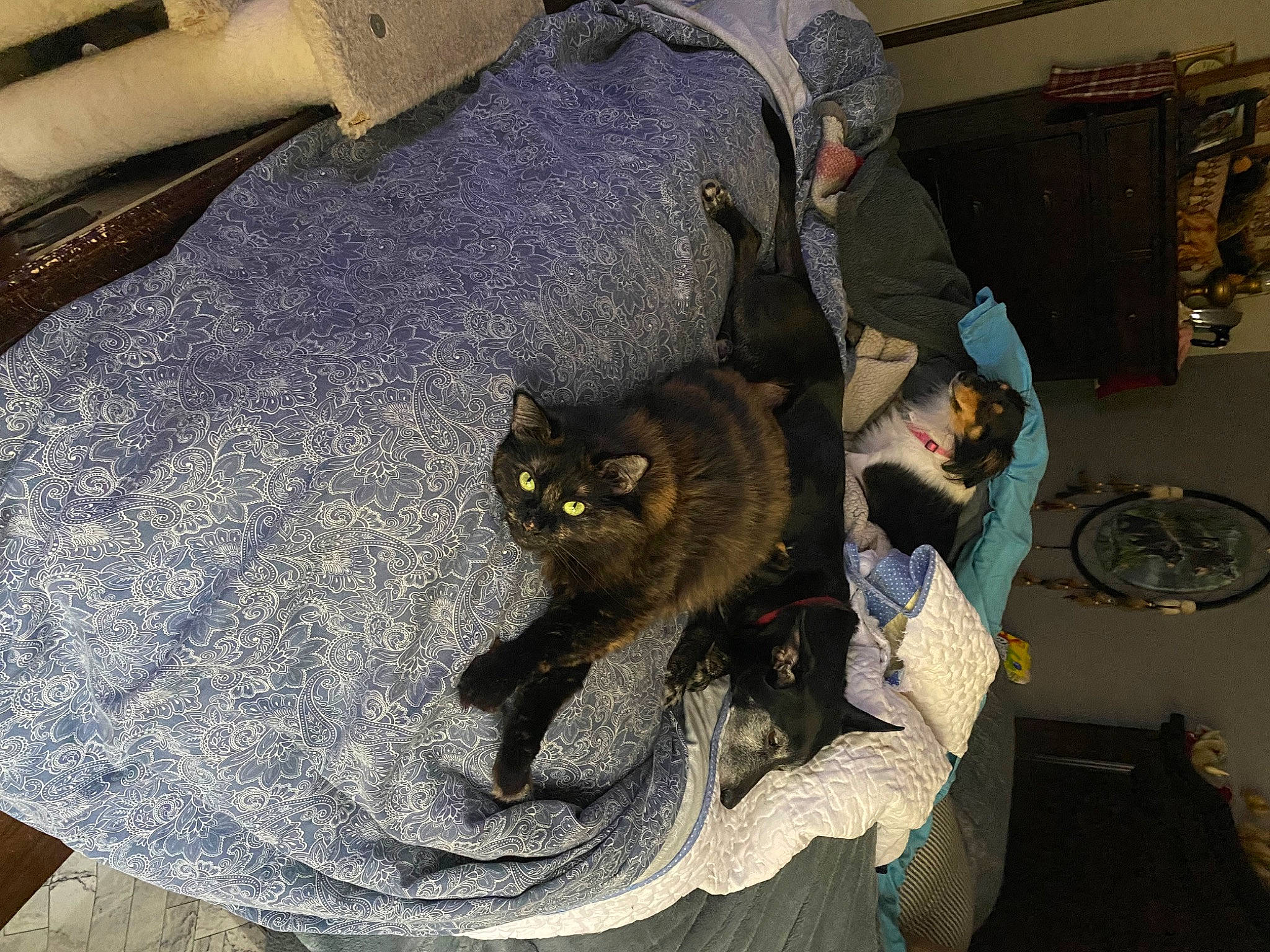 Cinnamon is registered to the contest to win money with this photo: auto_part, automotive_tire, automotive_wheel_system, bag, baggage, black_cat, carnivore, cat, chair, comfort, domestic_short_haired_cat, felidae, fur, luggage_and_bags, metal, room, small_to_medium_sized_cats, tail, whiskers, wood