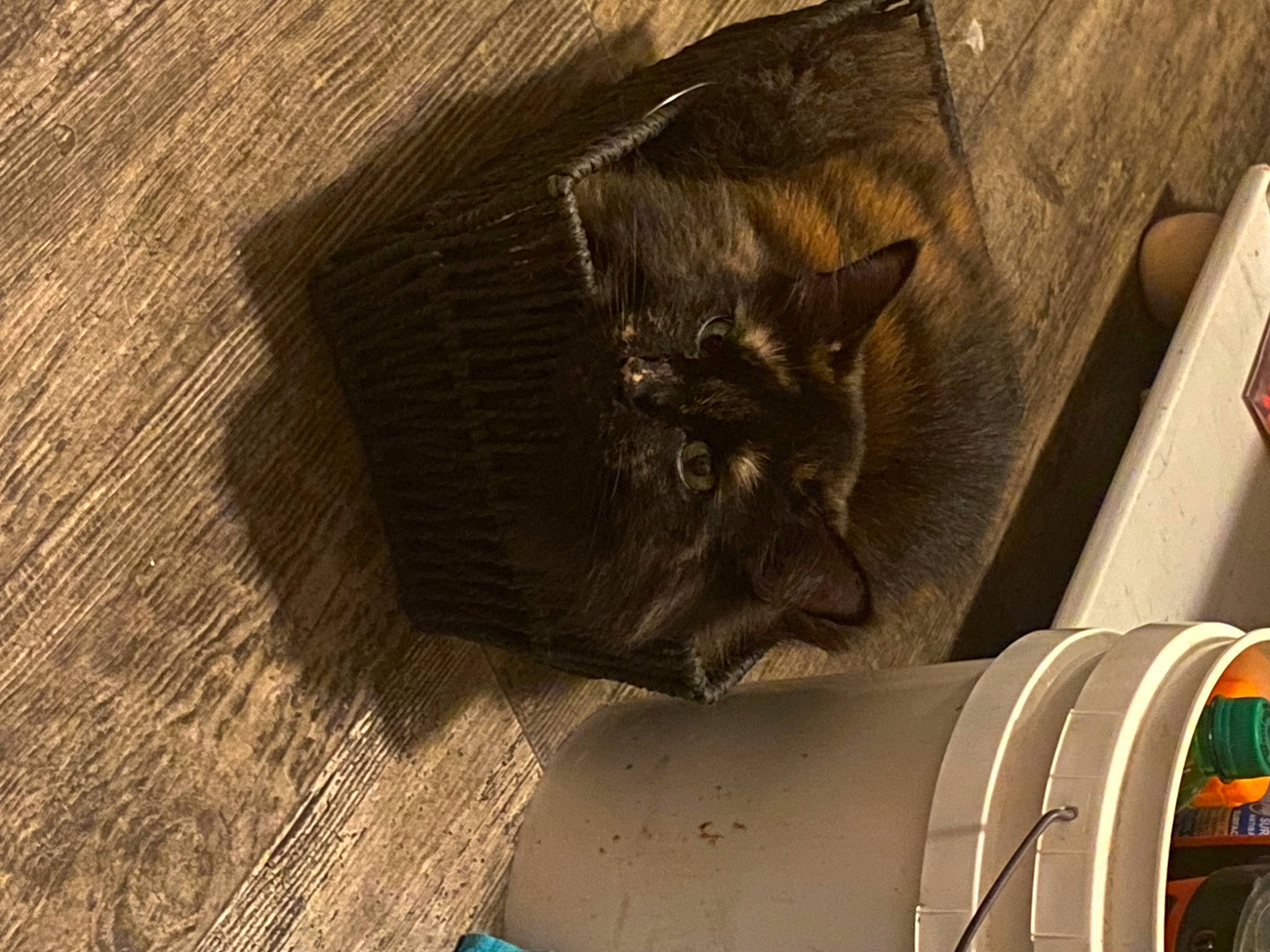 Cinnamon joined the competition — help win amazing prizes! automotive_tire, carnivore, cat, dog_breed, domestic_short_haired_cat, fawn, felidae, flooring, fur, gas, hardwood, machine, small_to_medium_sized_cats, snout, tail, terrestrial_animal, vehicle_door, whiskers, wood, working_animal