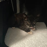 Oreo is registered to the contest to win money with this photo: abyssinian, alloywheel, animal, armchair, blackcat, blanket, car, carwheel, cat, chair, couch, cushion, den, furniture, homedecor, indoors, kitten, manx, pet, siamese