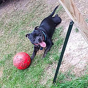 Pablo a rejoint le concours — aidez-le/la à gagner de superbes lots ! dog, black_dog, grass, red_ball, tongue_out, playful, outdoor, pet, animal, collar, happy, yard, summer, canine, nature, fun, grass_patch, toy, resting, sunny