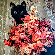 Luna joined the competition — help win amazing prizes! black_cat, cat, flower_arrangement, autumn, fall, pumpkins, decor, indoor, curtains, vase, leaves, orange, red, brown, still_life, animal, pet, eyes, nature, seasonal